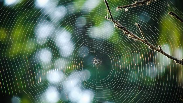 Teia de aranha na floresta | Ibovespa