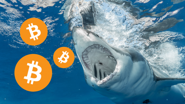 Bitcoin (BTC) hoje: Entrada dos “tubarões” impulsiona criptomoeda, que sobe 16% nos últimos sete dias
