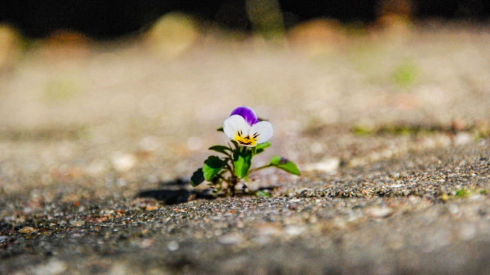 flor saindo do concreto