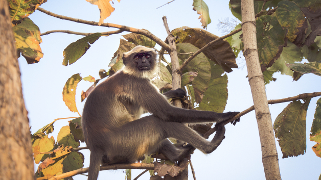 Macaco num galho de árvore
