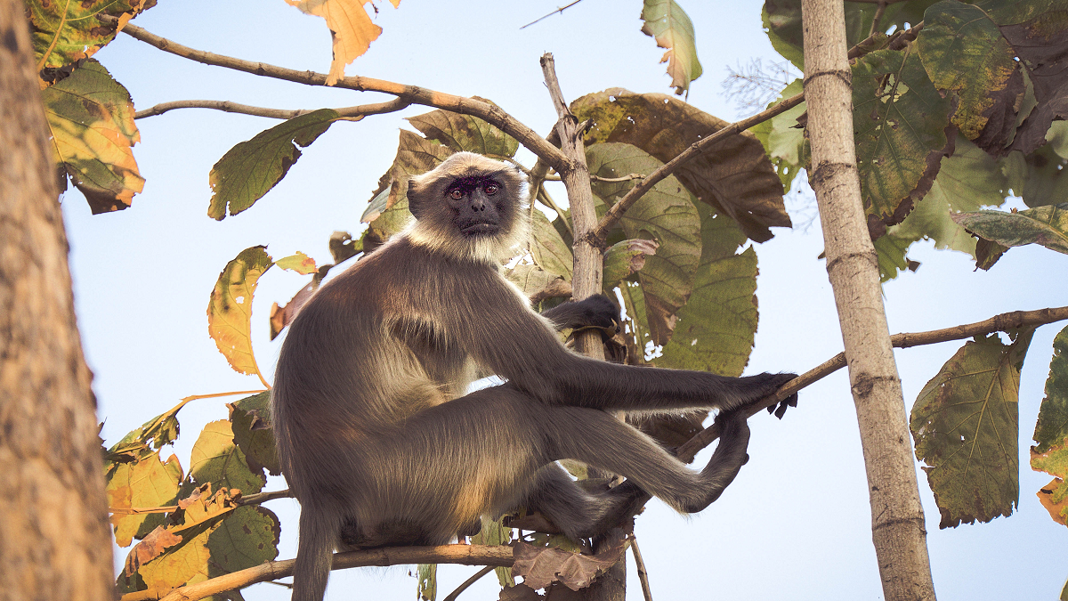 Jogo Pula Macaco cada macaco no seu galho em Promoção na Americanas