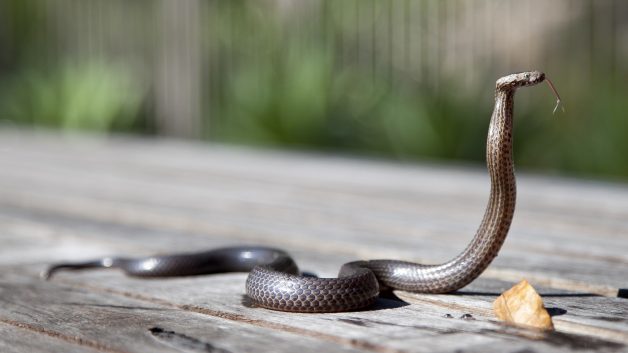 cobra/serpente