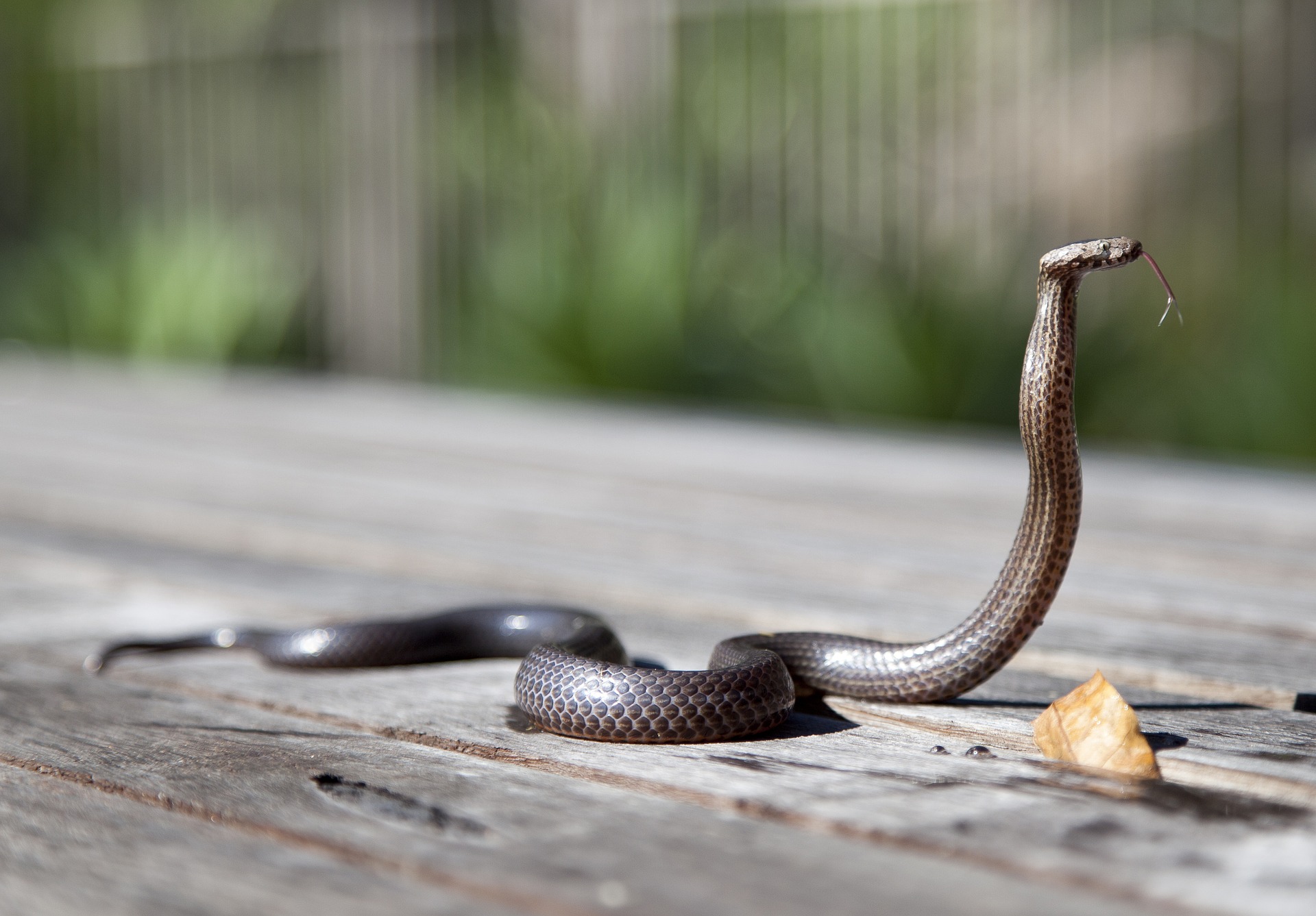 Cobra Ouro Serpente - Imagens grátis no Pixabay - Pixabay