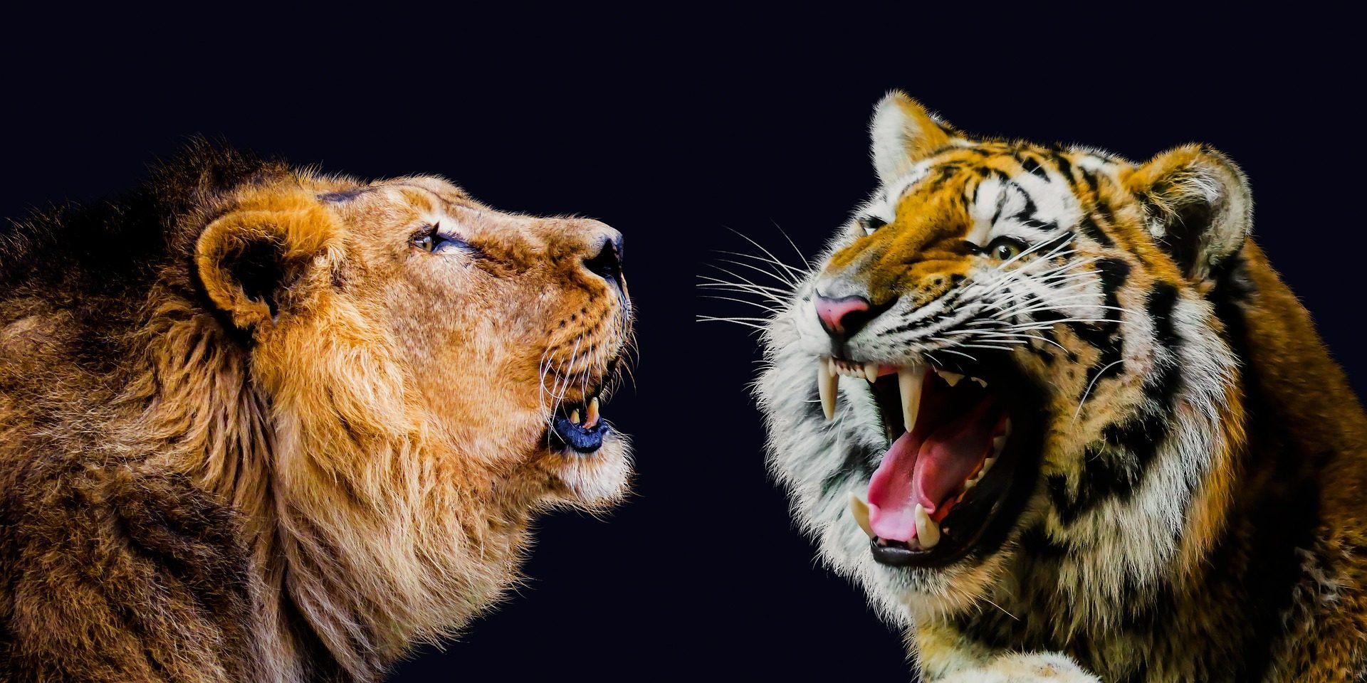 tigre, leão, selva