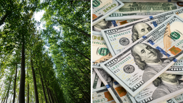 Montagem de uma floresta ao lado de notas de dólares, representando ganhos com celulose/agronegócio
