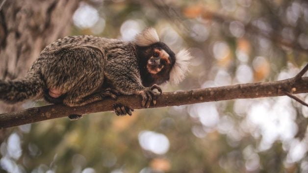 macaco, mico, mico leão, primata