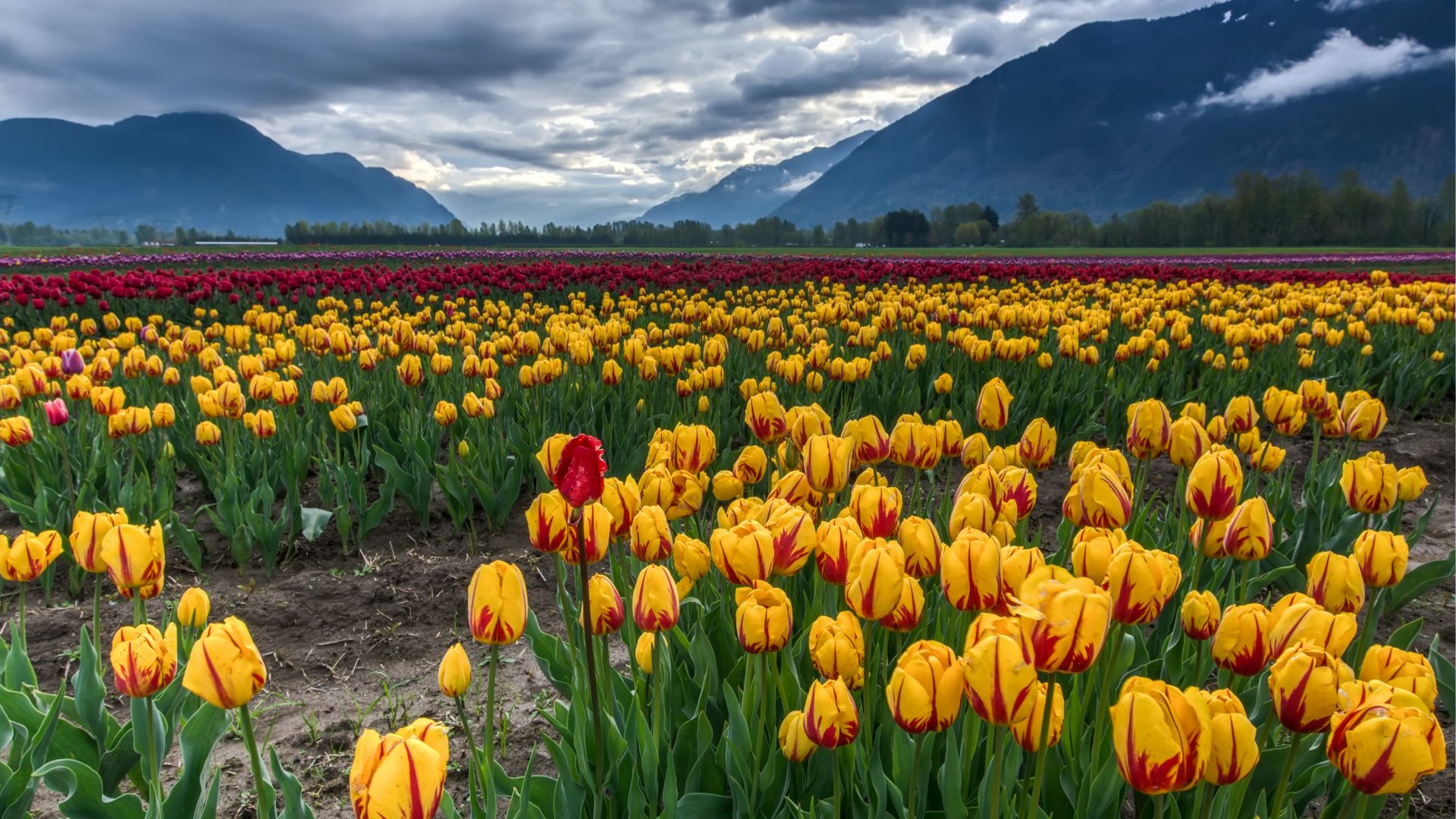 Tulipas, bolha, flor