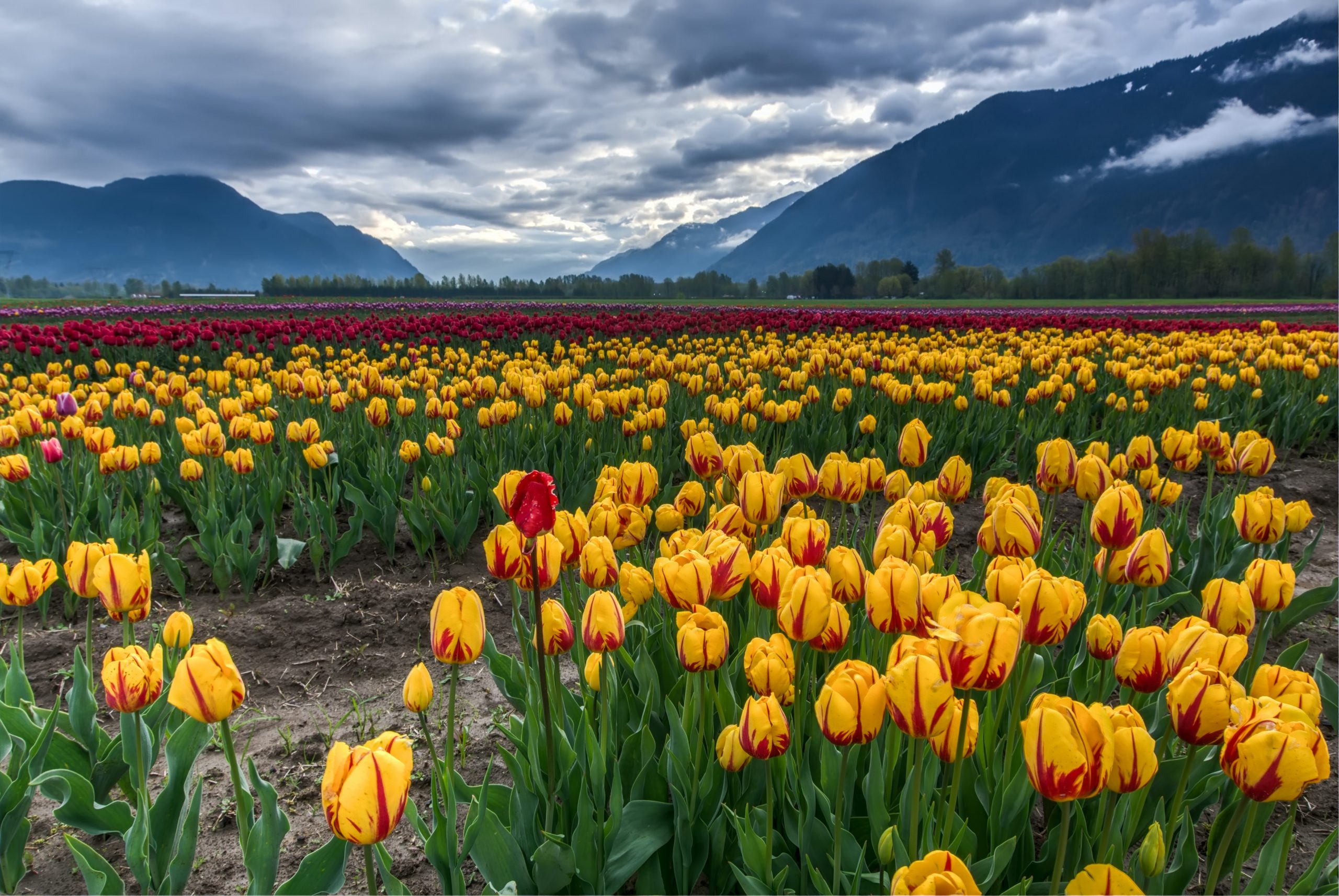 Tulipas, bolha, flor