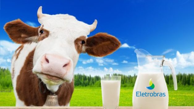 Eletrobras; Dividendos, vaca leiteira