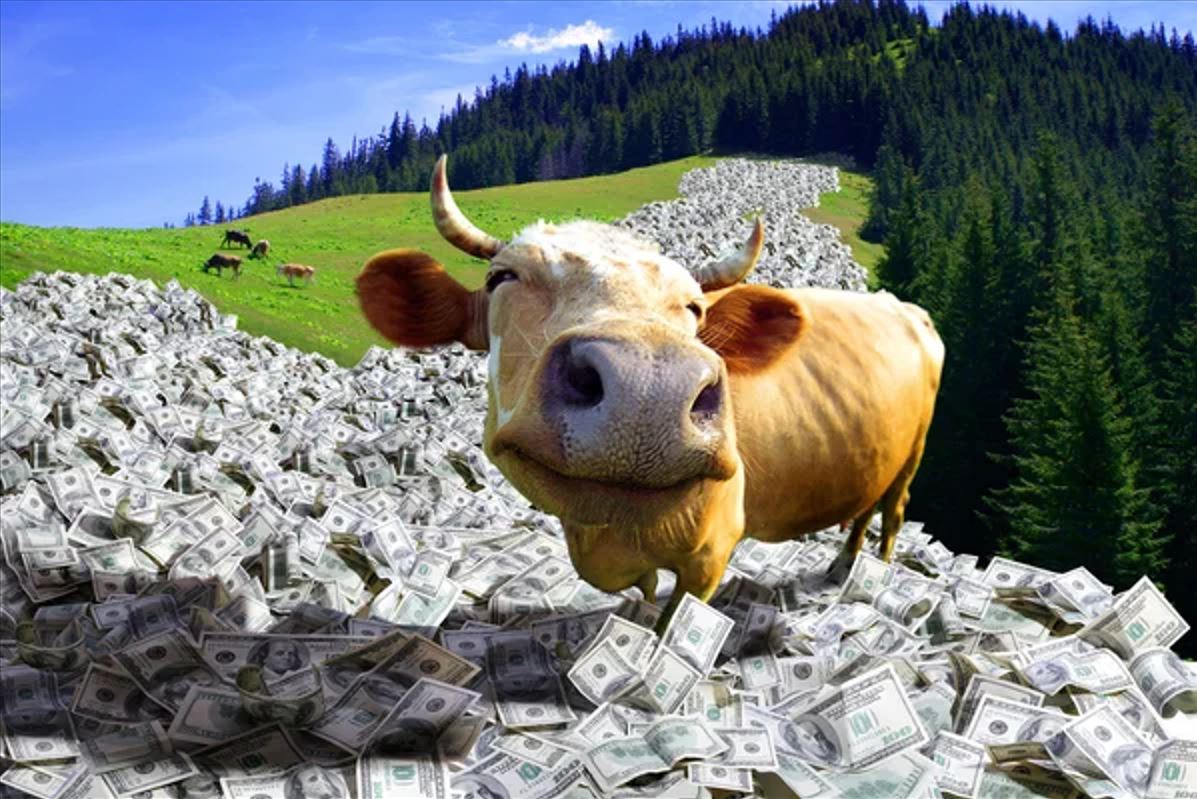 vaca leiteira dinheiro