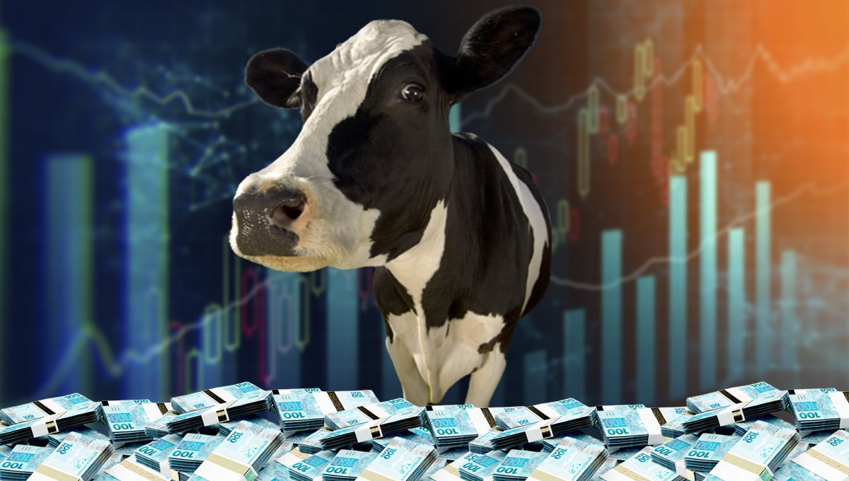 vaca-leiteira-dividendos