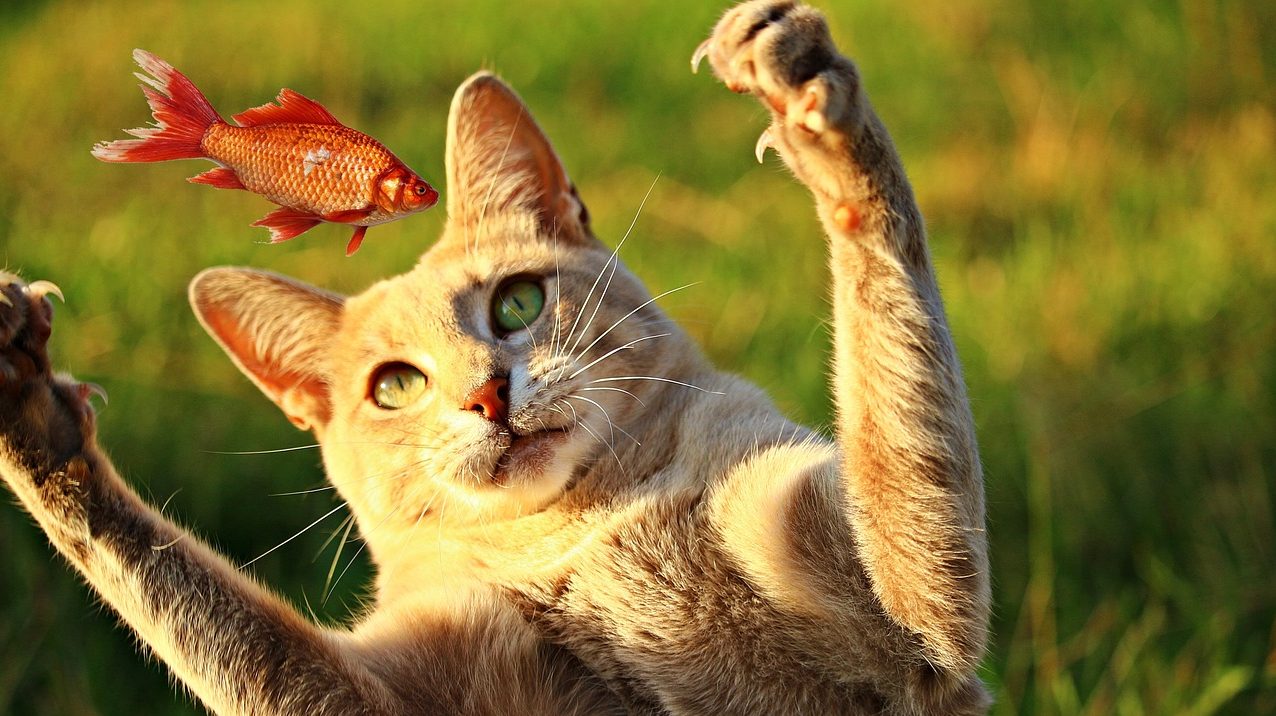 Um olho o gato, o outro no peixe