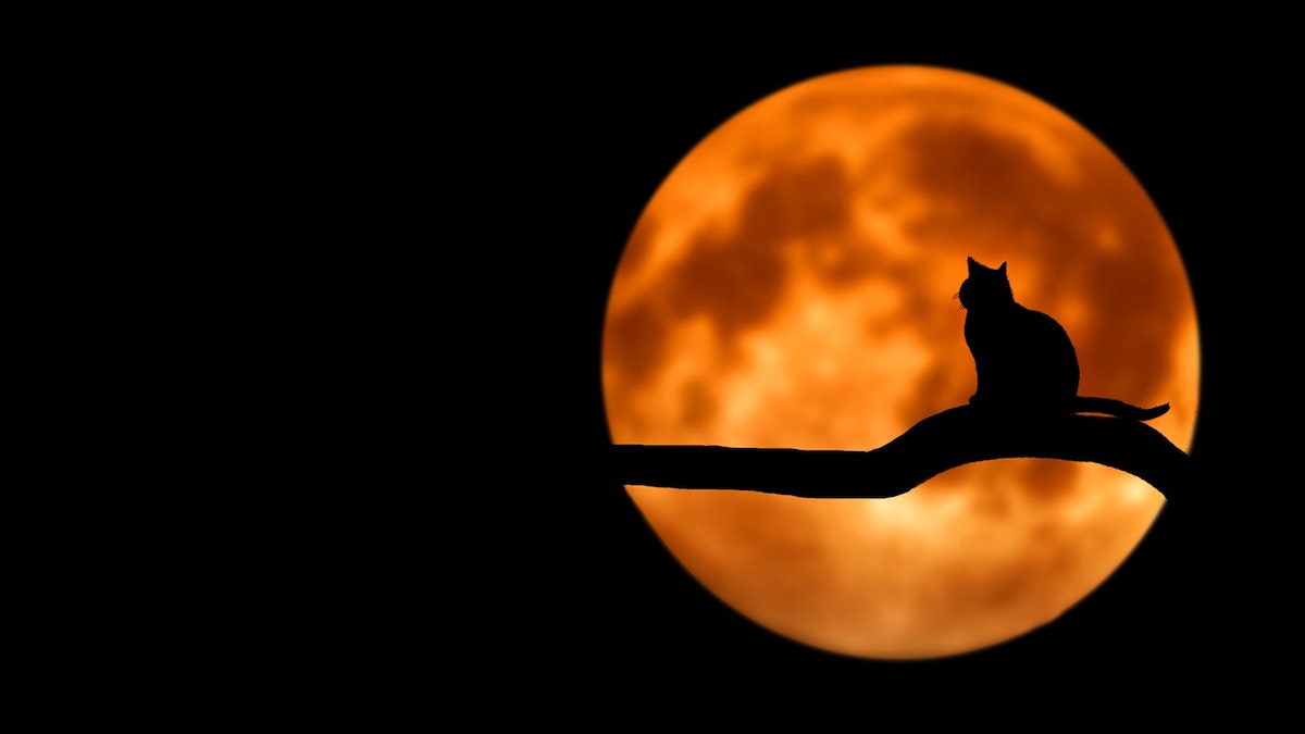 Imagem de um gato preto em cima de um tronco de árvore sob a luz da lua