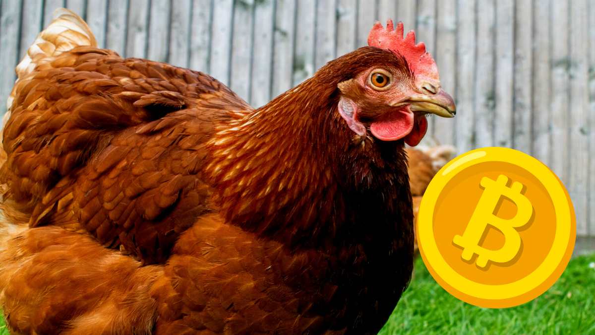de grão em grão, bitcoin e outras criptomoedas sobem hoje