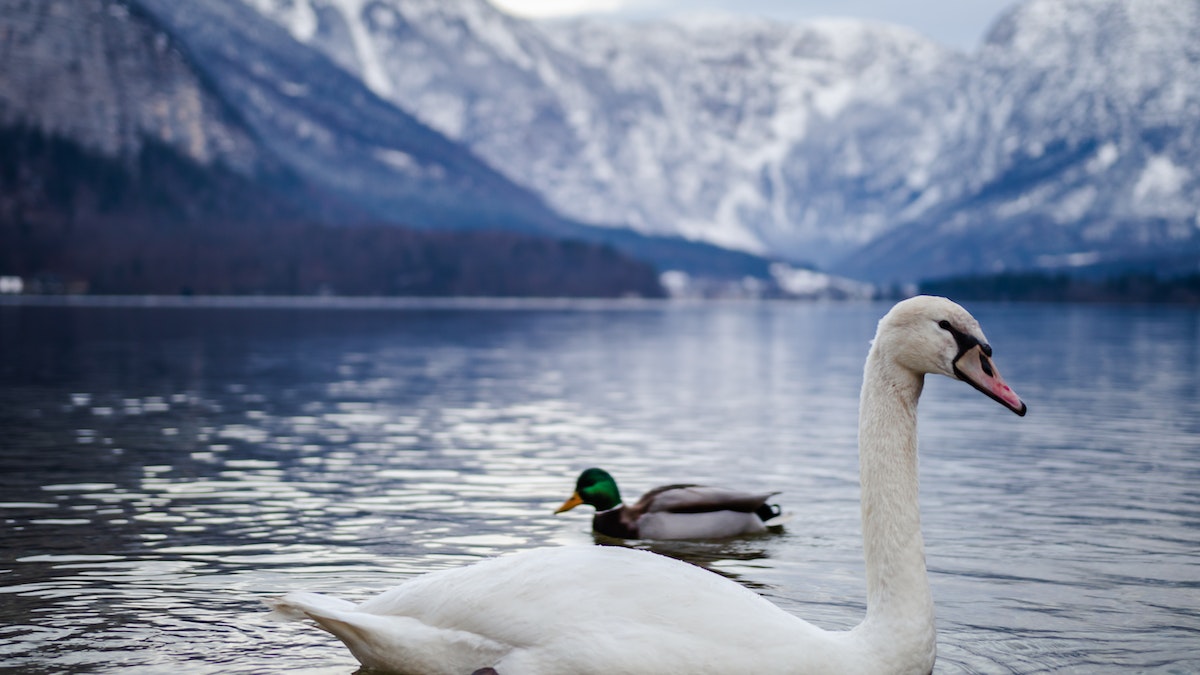 cisne branco nadando no lago em primeiro plano, atrás um pato cinza e ao fundo montanhas cobertas de gelo