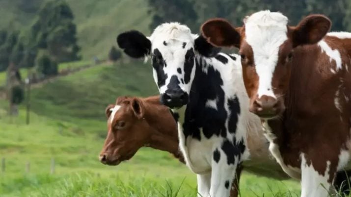 vacas leiteiras dividendos ação