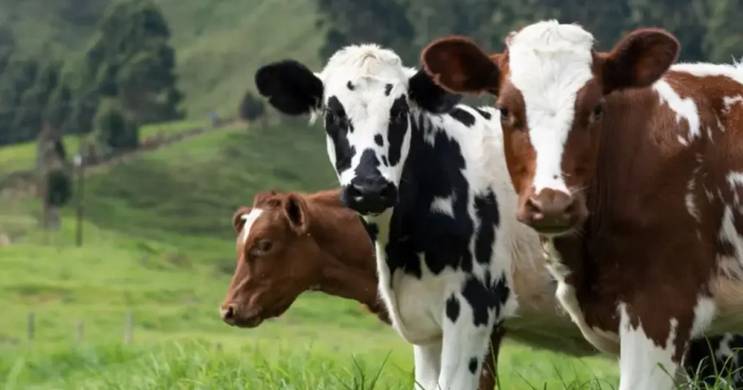 vacas leiteiras dividendos ação