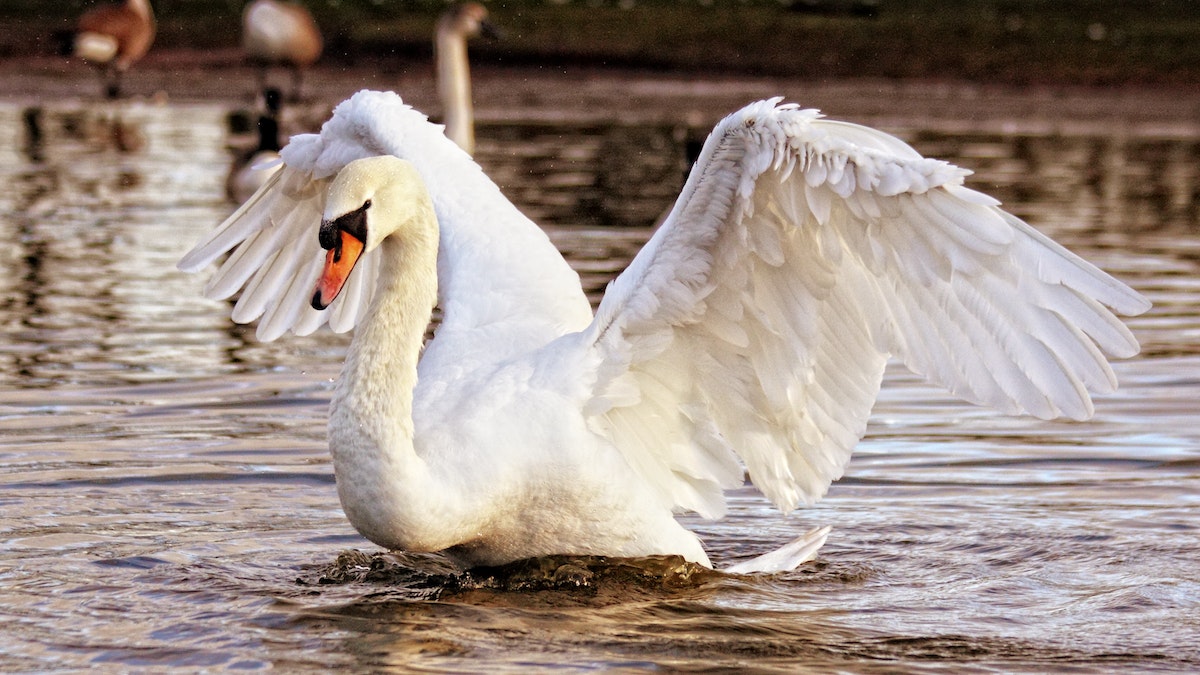 Cisne
