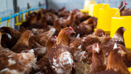México suspende importações da frango do Brasil por gripe aviária; confira a lista completa