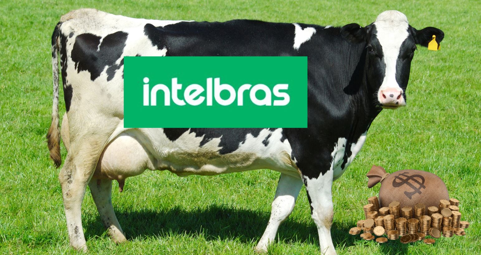 intelbras intb3 dividendos vaca leiteira acao