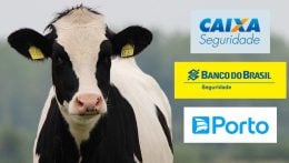 CXSE3, BBSE3 ou PSSA3? Veja a ‘vaca leiteira’ de dividendos que a EQI recomenda comprar agora