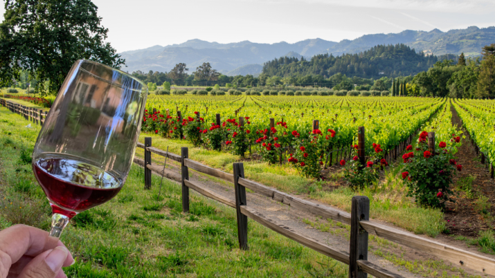 Relatório preliminar aponta menor safra de vinho na Califórnia em duas décadas