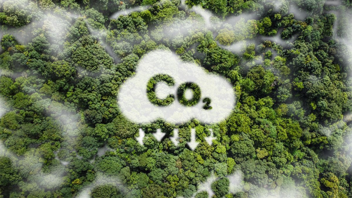 Mercado de crédito de carbono transição energética