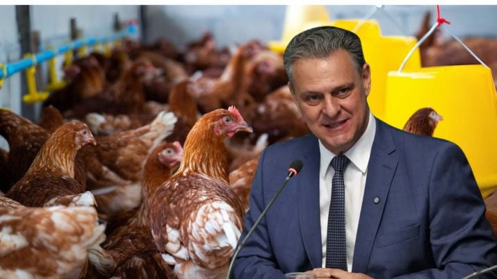 Exportações de frango na berlinda: Brasil mira retomar exportações em 28 dias