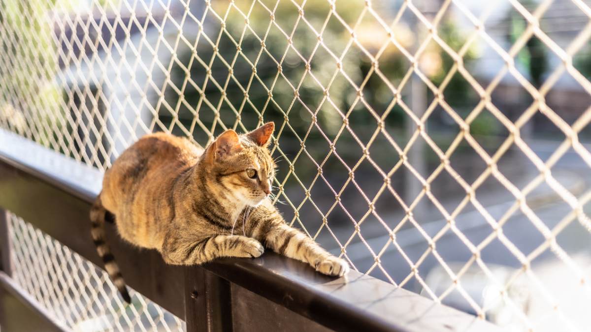 Gato na varanda.